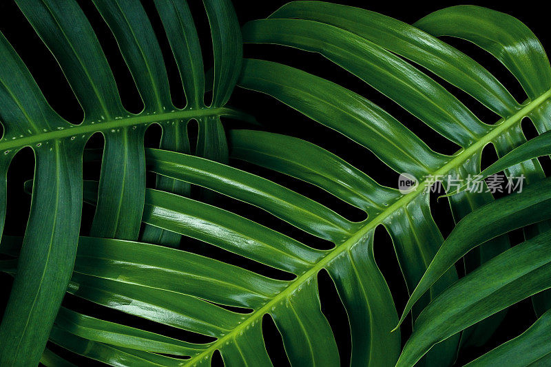 热带绿色的叶子纹理在黑色的背景，Monstera philodendron植物近距离墙壁艺术装饰。